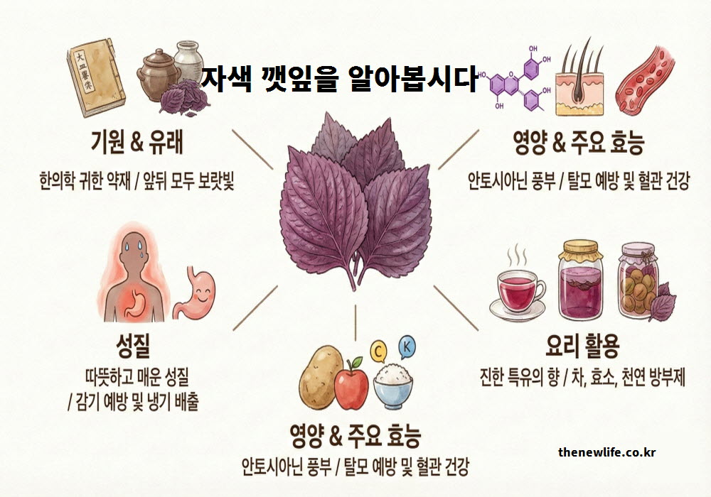 자색 깻잎 효능 기원과 따뜻한 성질