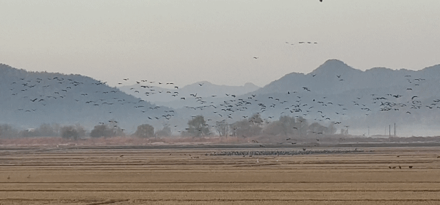 논으로 날아드는 흑두루미들 / 순천만 습지 방문후기 중