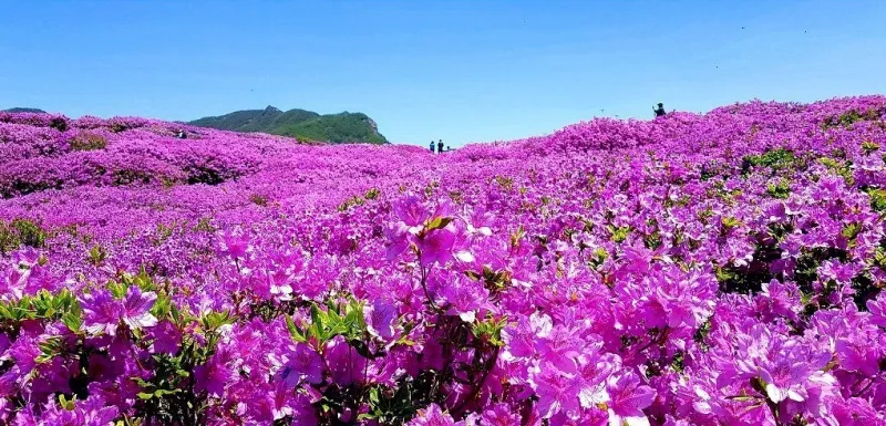 합천 황매산 철쭉