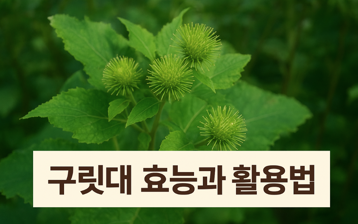 구릿대 관련 사진