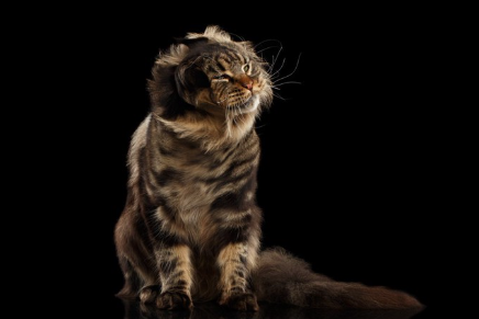 머리를 흔드는 고양이.