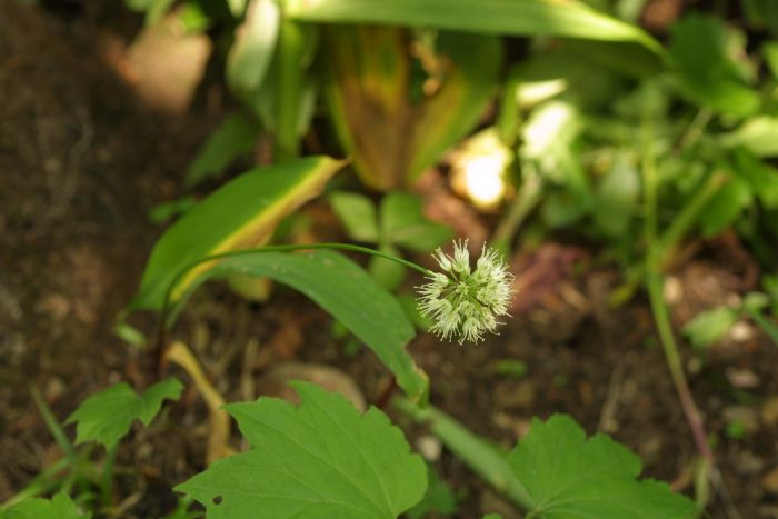 산마늘(명이나물)