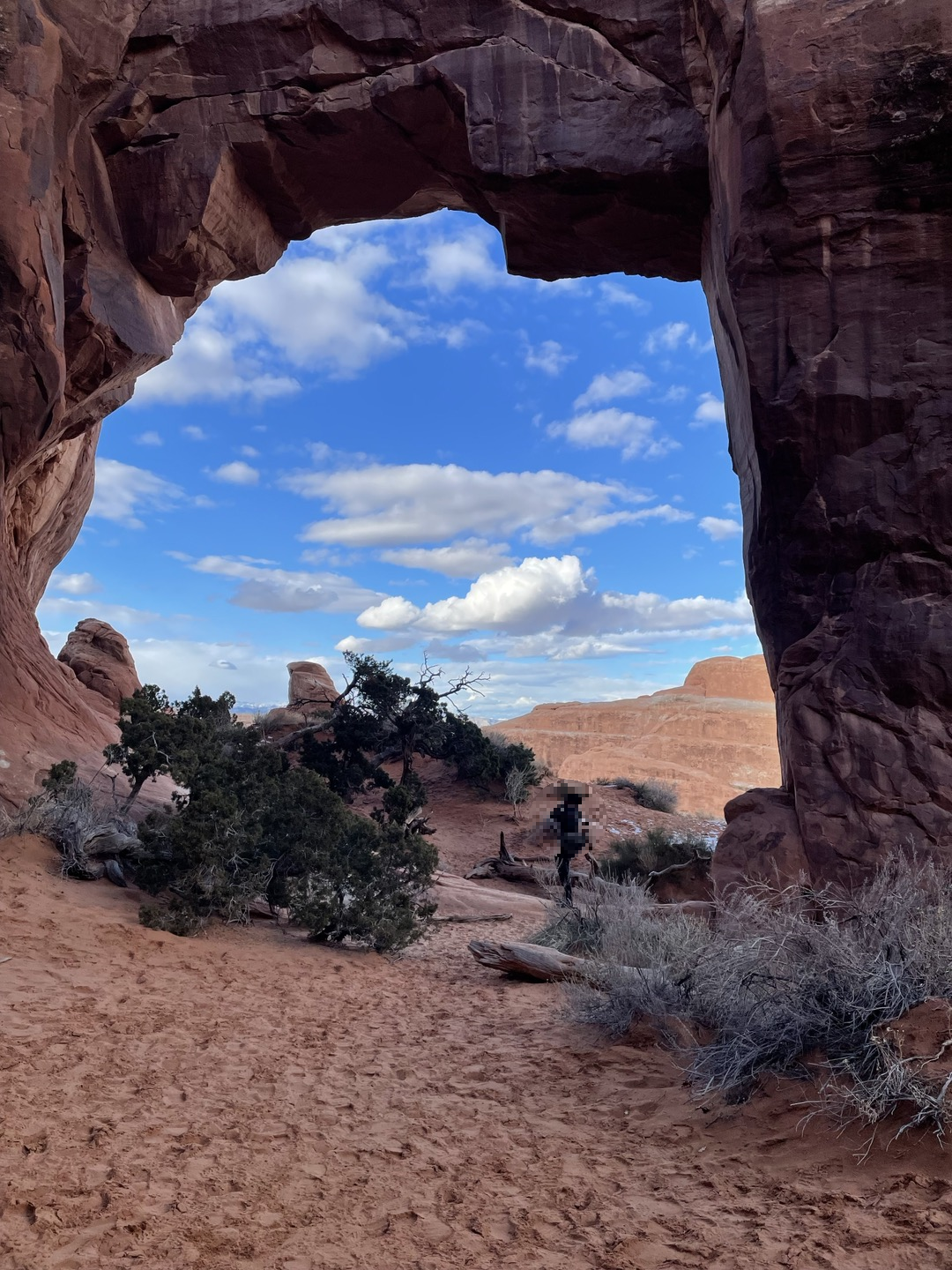 pine tree arch