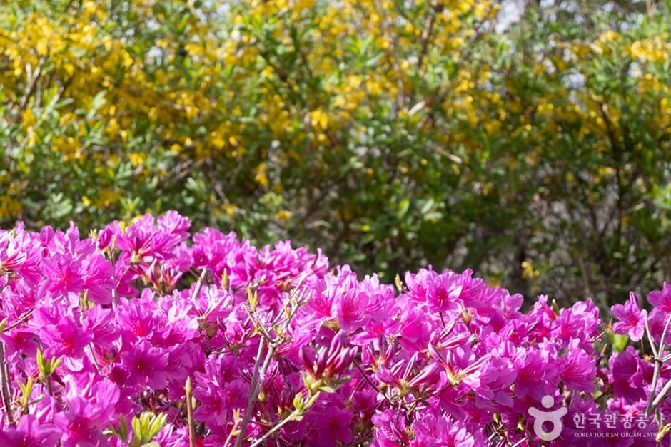 [3,4월 축제]원미산 진달래축제❘진달래 동산 3월, 4월 방문 후기