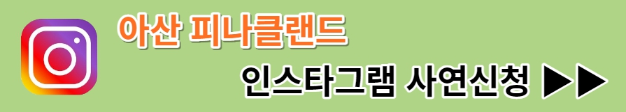 피나클랜드 튤립 수선화 축제