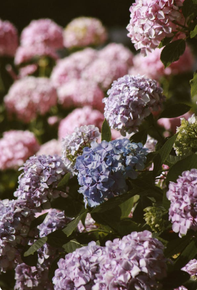 제주 수국 명소