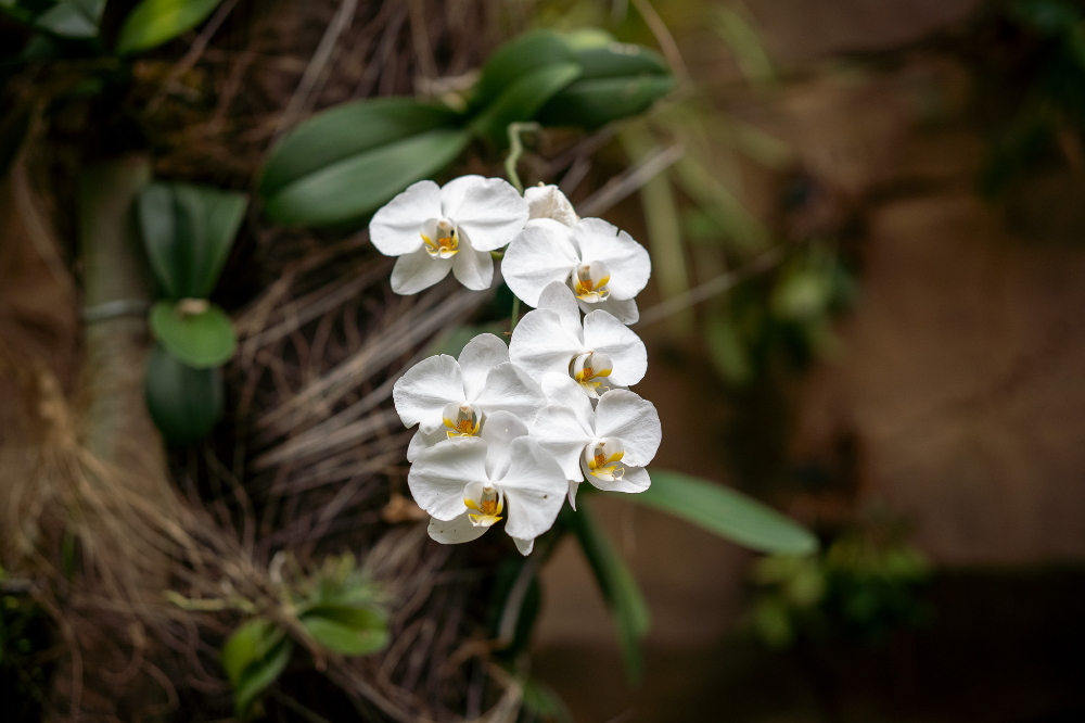서울-식물원-내부-꽃-열대기후관