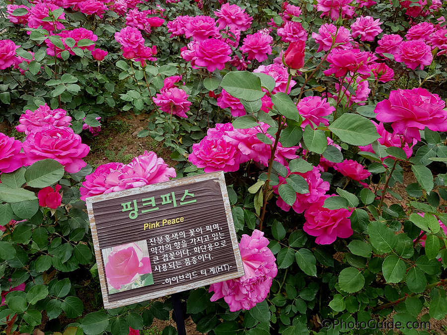 핑크피스