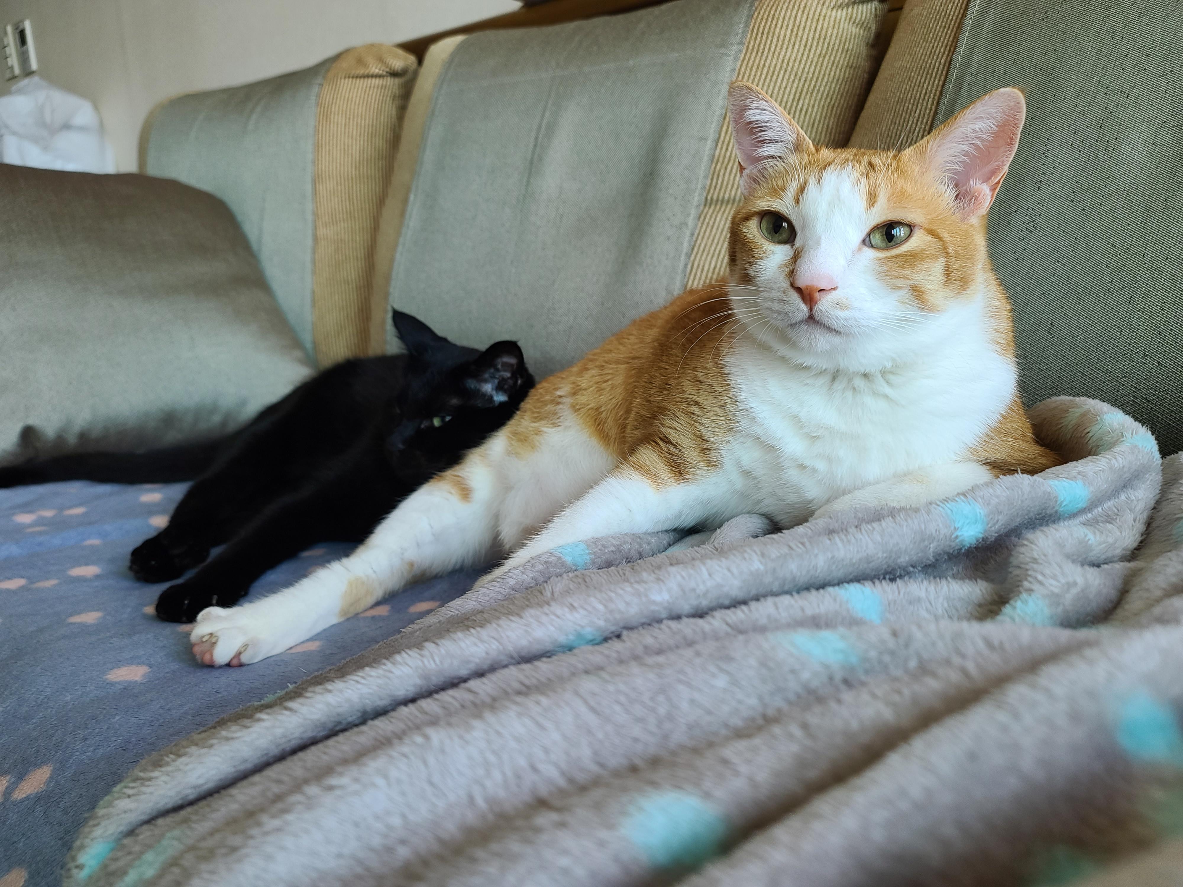 마음을 안아주는 고양이 호야.(feat.건이랑 브로맨스)