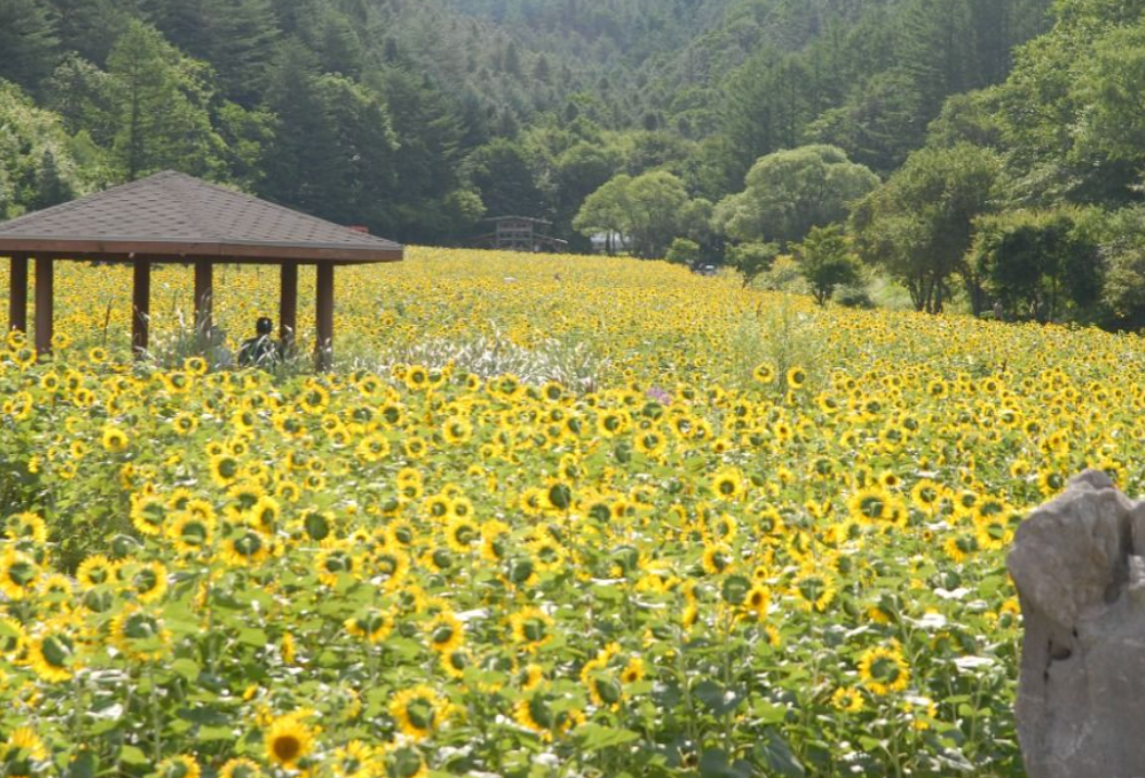 2025 태백 해바라기 축제