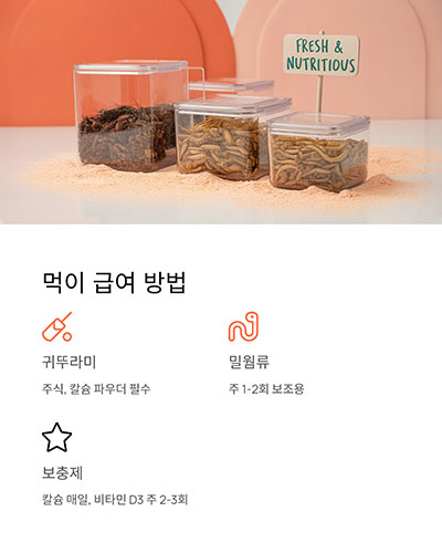 먹이는 곤충 위주, 단백질 공급이 중요