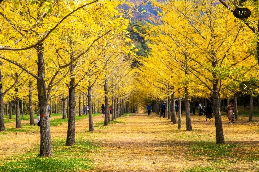 홍천은행나무숲