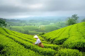 녹차 효능 및 영양성분, 가격