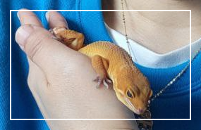 레오파드 게코 성격과 행동 특성