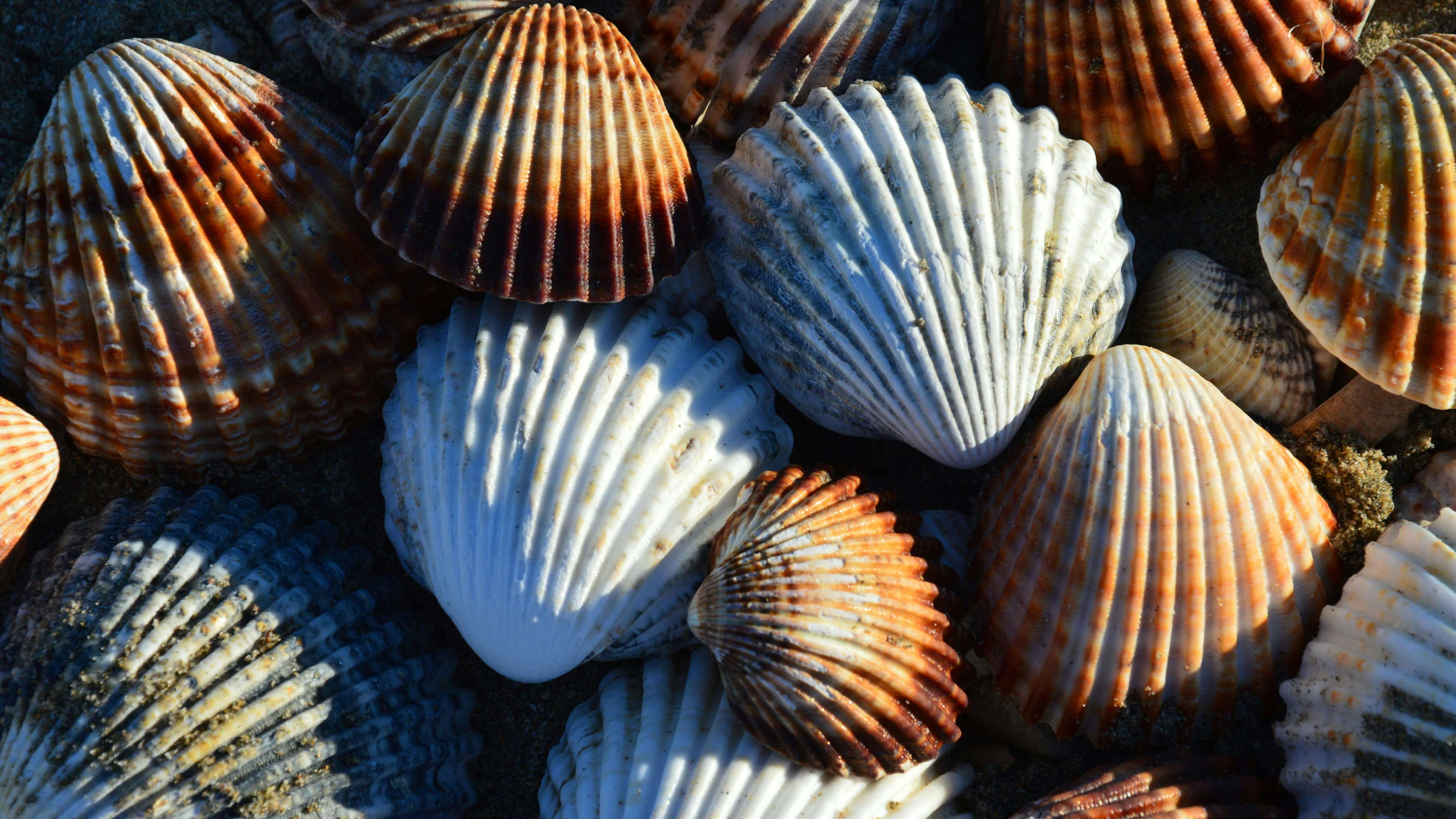 꿈해몽 : 조개관련(줍는, 열어보는, 진주, 먹는, 요리하는, 깨지는, 던지는 등)