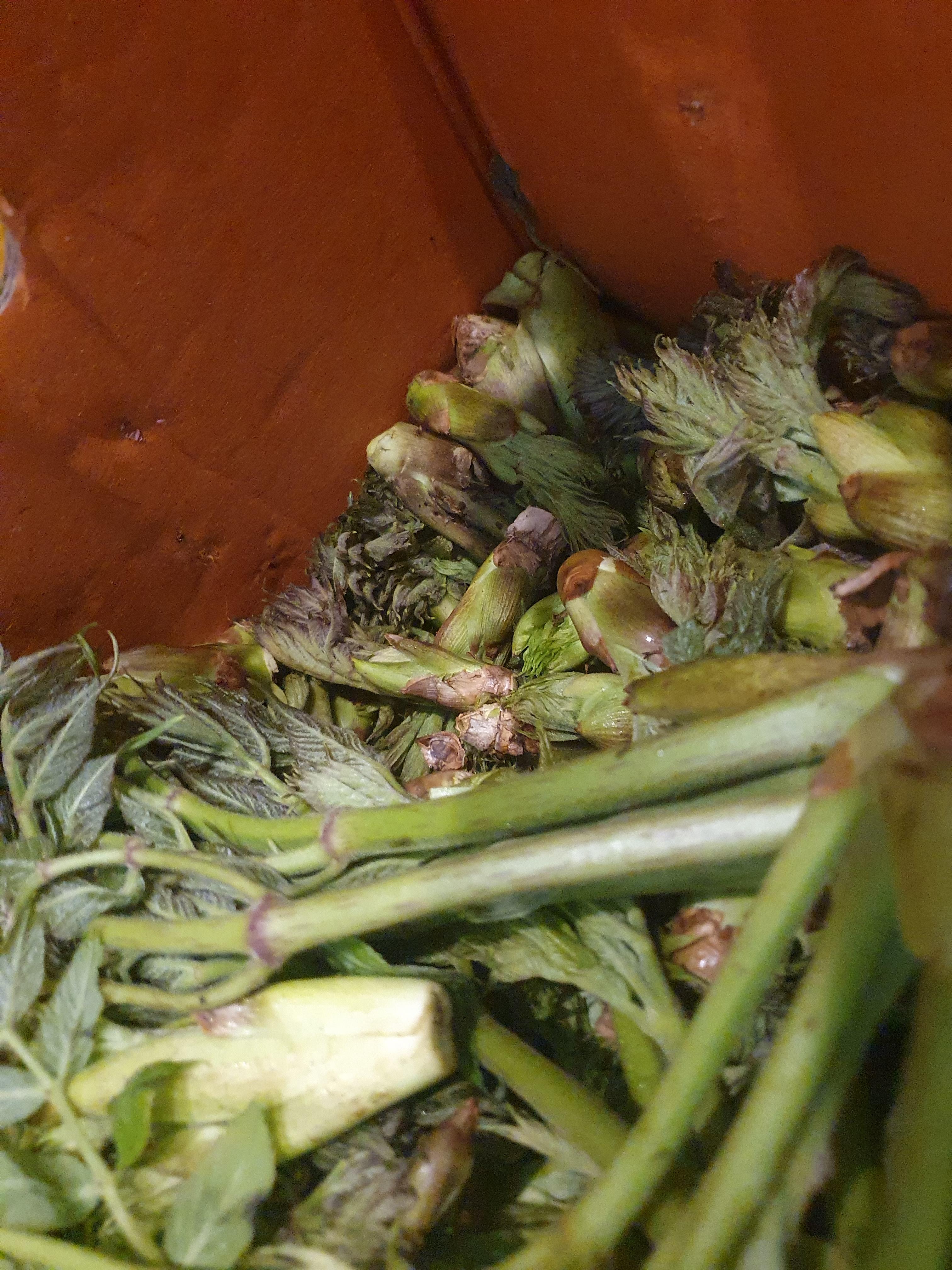 두릅 효능 가격 두릅 먹는 방법