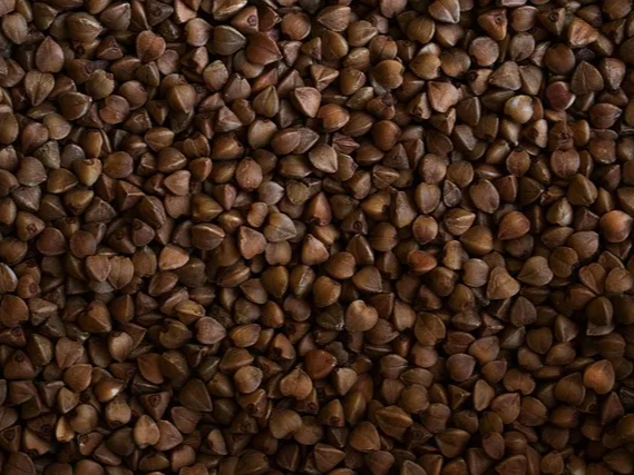 메밀 성분 루틴