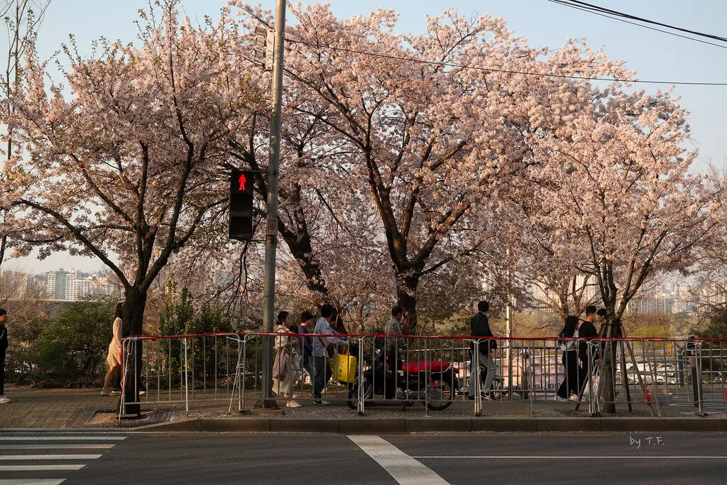 2024-여의도-벚꽃축제-기간