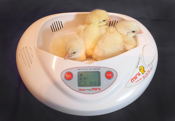 가정용 병아리 부화기, 알콤 디지털 자동부화기 PX-03 사용 후기