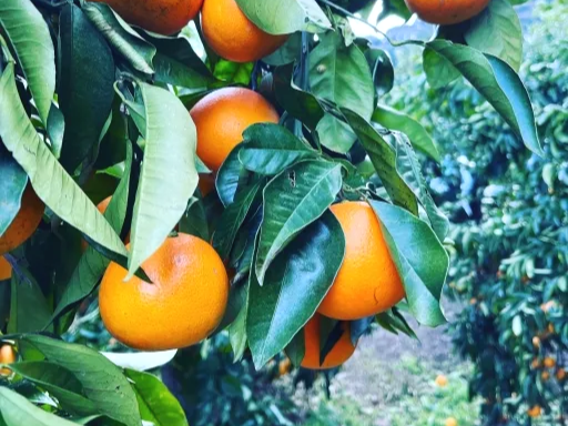 혈당 조절에 도움을 주는 모로 오렌지