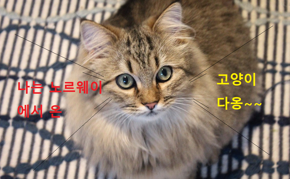노르웨이 숲 고양이 이미지 - 1