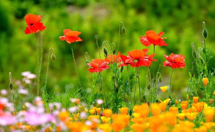 wonju-poppy-garden-festival-2025