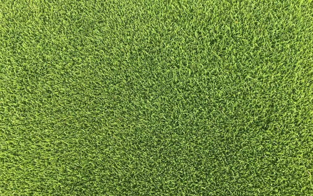 벤트그래스 (Bentgrass)