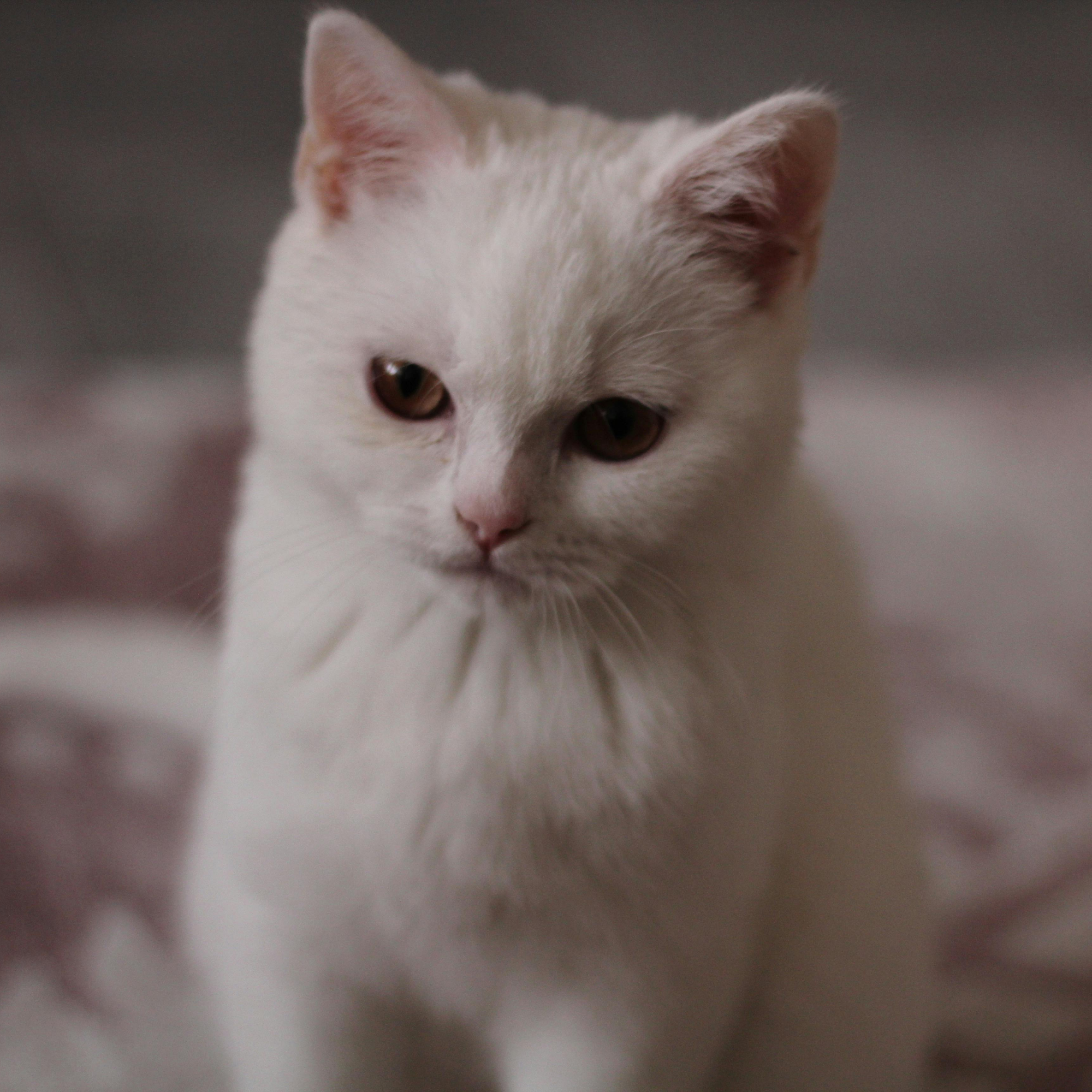 브리티쉬 숏헤어 화이트