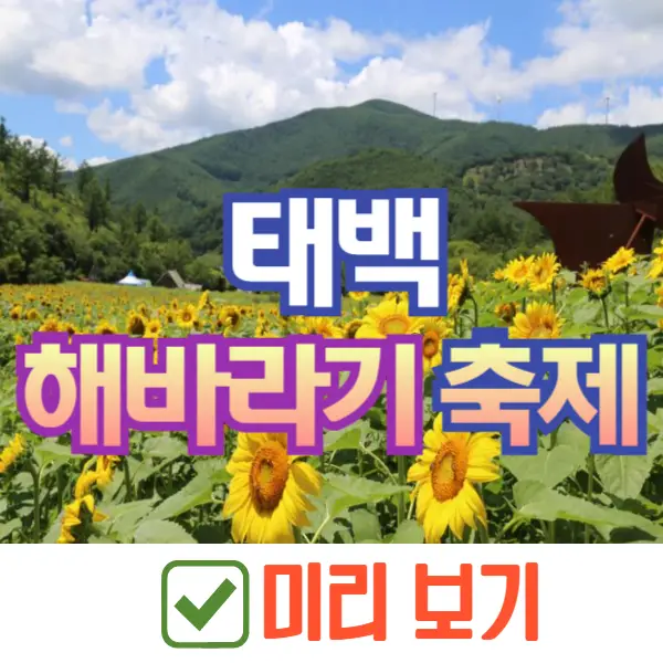 태백 해바라기 축제