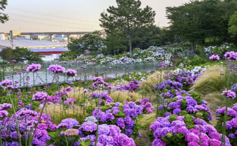 2026 장생포 수국 페스티벌