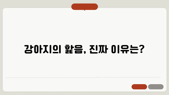 강아지가 핥는 이유? 숨겨진 의미와 행동 해석