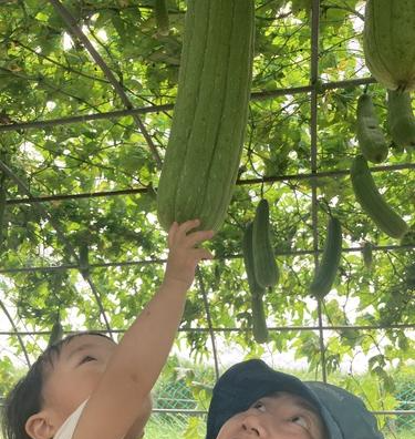 하늘공원 수세미 