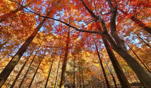대구 비슬산 2025 단풍 절정 시기｜등산 코스 명소, 주차장 총정리
