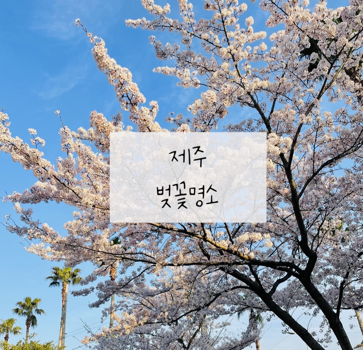 제주_벚꽃_명소