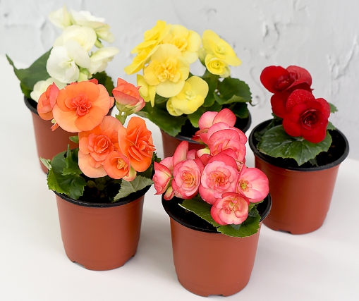 겨울 꽃 베고니아