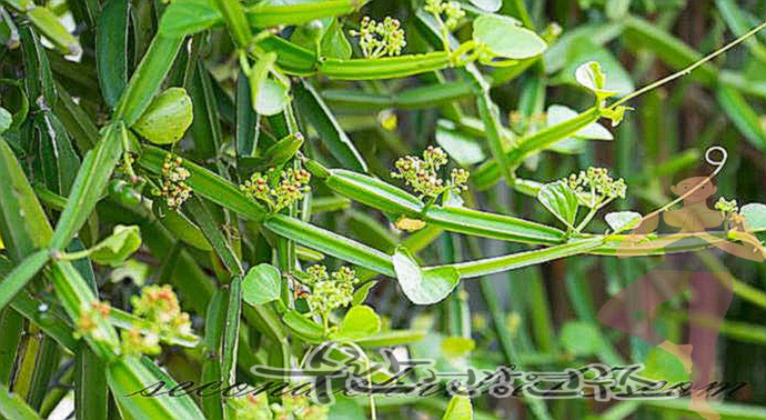 시서스 효능 부작용