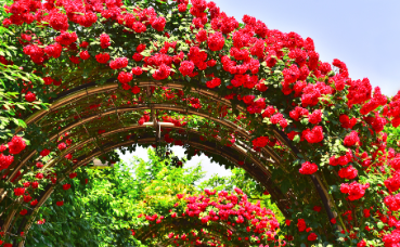 경산 하양 대부잠수교 장미 터널