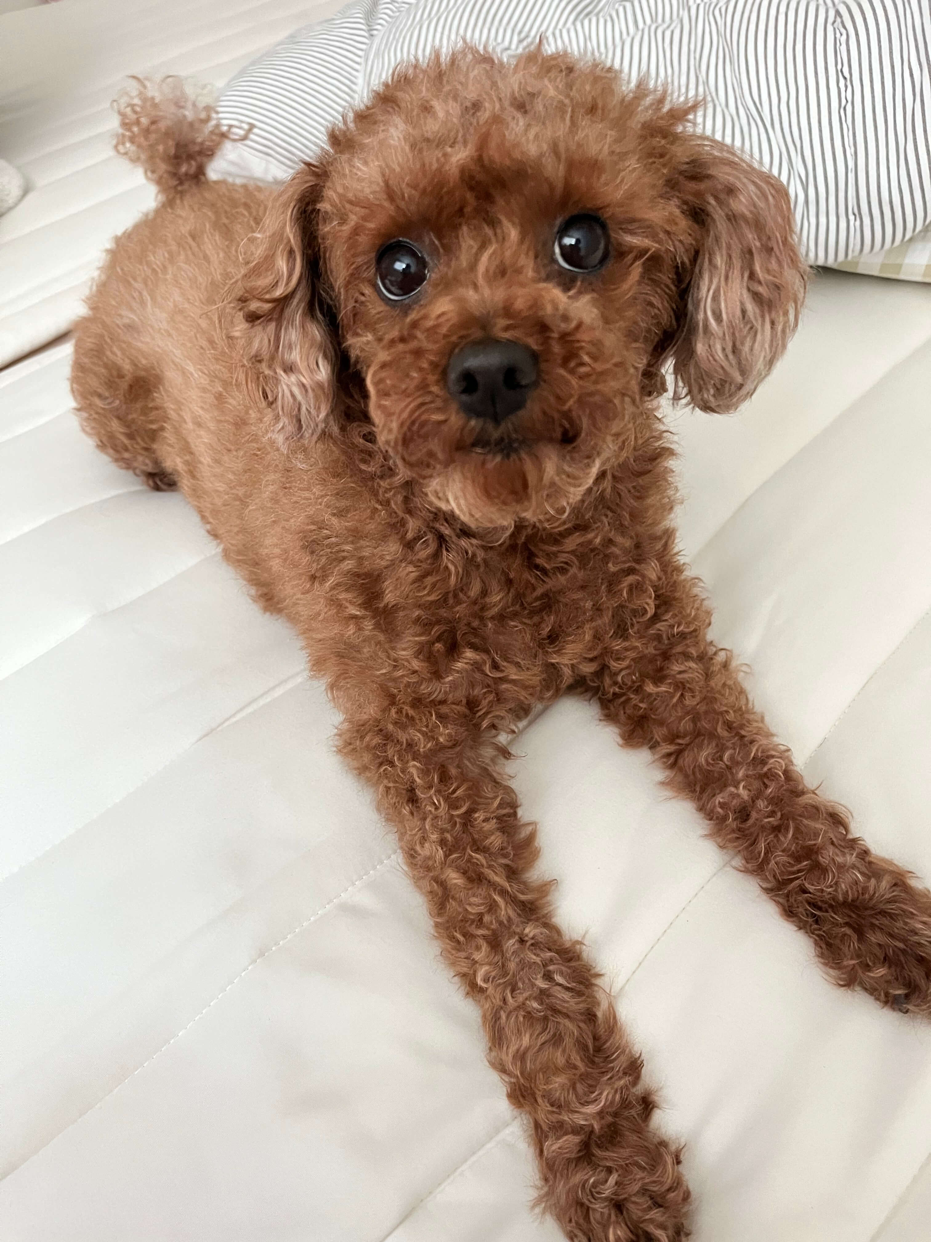 강아지 양육비 총정리