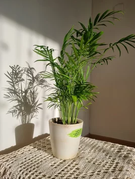 테이블 야자 키우는 법