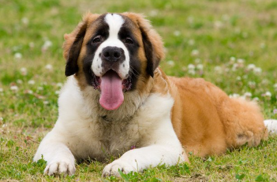 엎드려 있는 세인트 버나드.