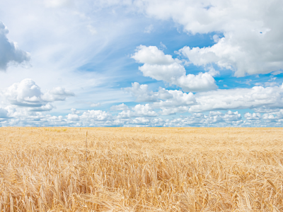 농지연금 조건 및 신청방법 수령액 총정리