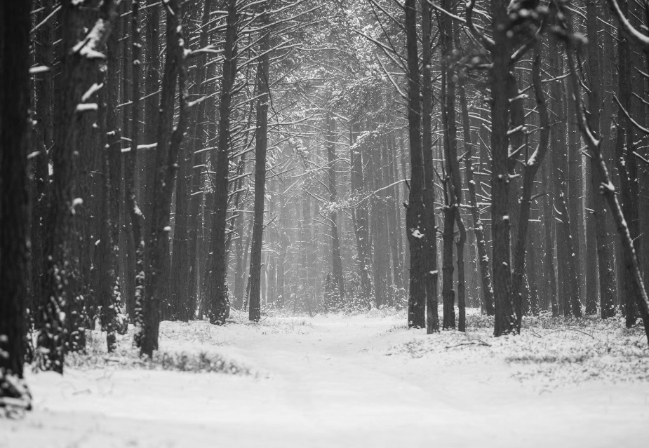 속삭이는자작나무숲