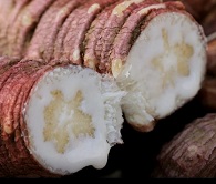 정선더덕농원-더덕