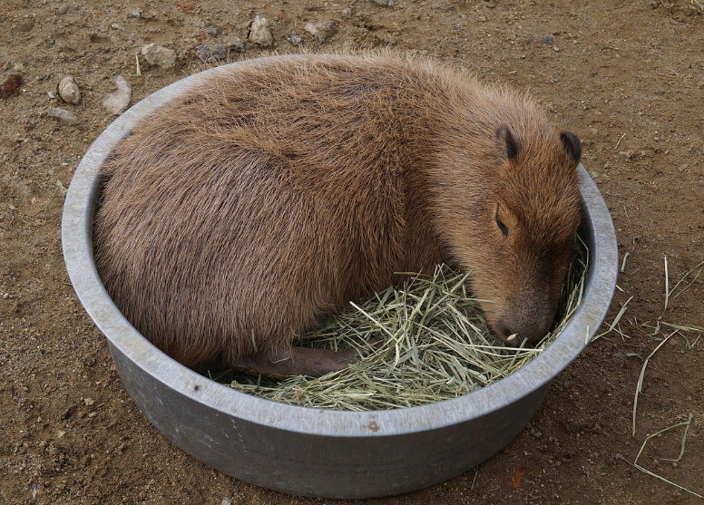 공포의 호수