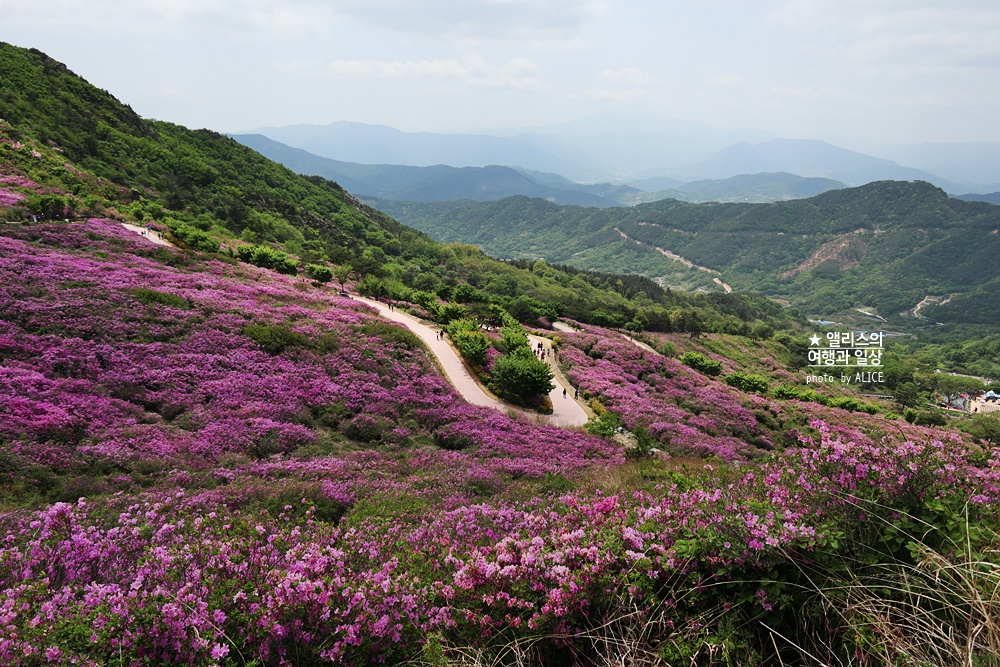 황매산 철쭉 개화시기, 셔틀버스, 산청 합천 5월 가볼만한곳