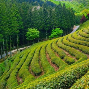 5월에 방문하는 축제 BEST 7