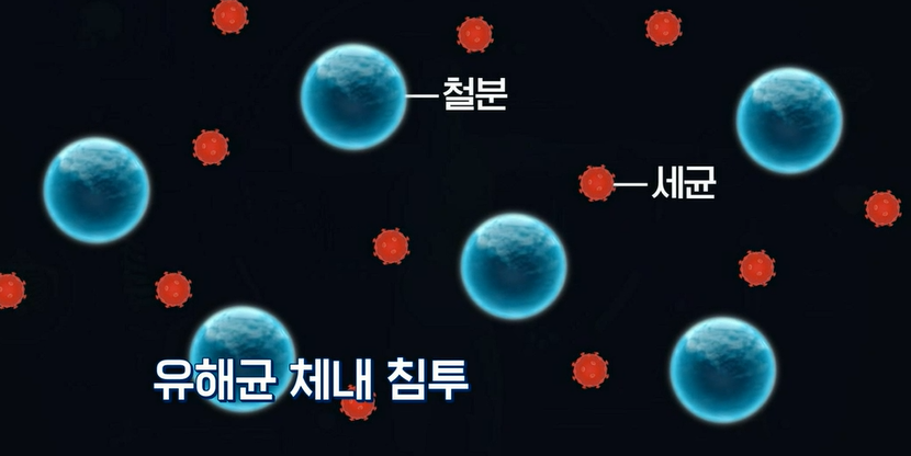 락토페린 효능