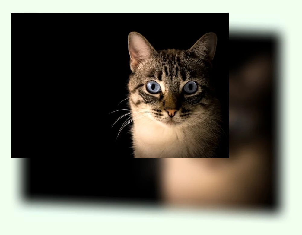 고양이 알레르기 완화 사료_2_subsection