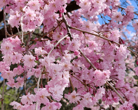 벚꽃 봄꽃 개화 상황 실시간 확인 방법