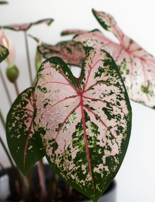 칼리디움 핑크 뷰티